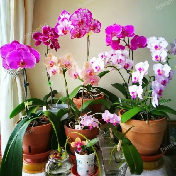 Pupuk Anggrek Super By Blooming Fertilizer - 500 ml - Gambar 5